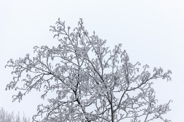 tree branches in winter
