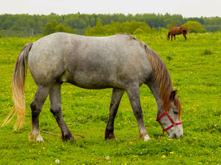 Naklejka na ściany i meble horse eating grass on a green meadow