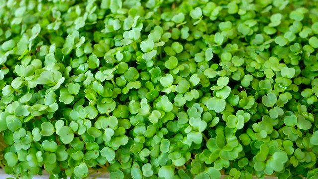 Mircogreens arugula from seeds to salad in time lapse are growing. Green grass. Dew on the grass. Germinated arugula seeds as healthy micro greens. Seedling plants