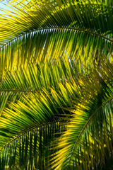 palm branches