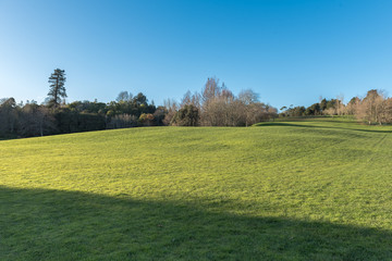 Green meadow with some trees under a clear blue sky
