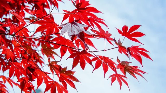 Seamless loop, red colorful autumnal maple leaves, blue sky background - Autumn concept, video HD