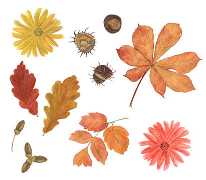 Watercolor painting autumn leaves collection. 