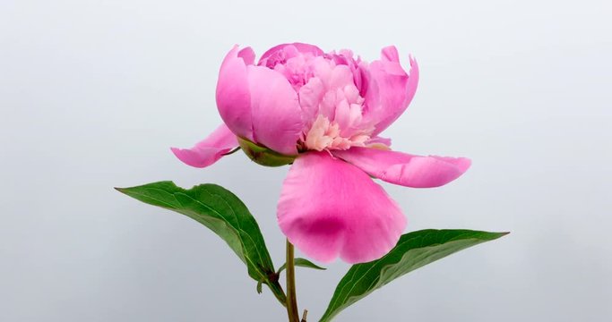 Time lapse pink peony flower blooming on white background