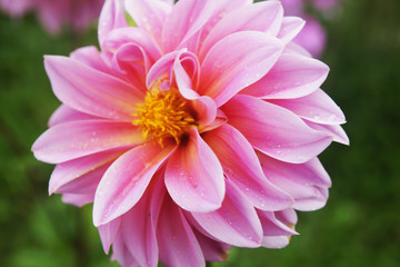 Bright dahlias