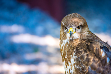 Greifvogel