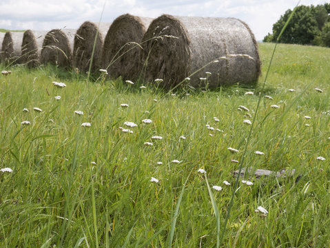 row of heystack on meadow with white blooms