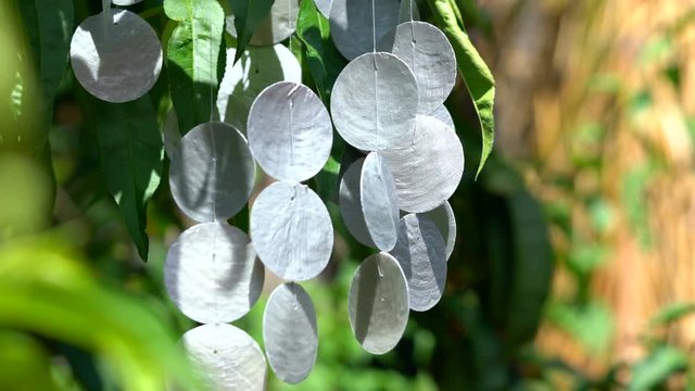 Capiz shell wind chimes
