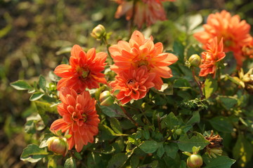 Bright dahlias
