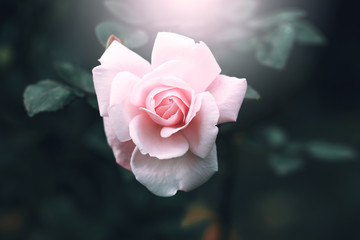 vintage rose closeup macro flower on dark nature background