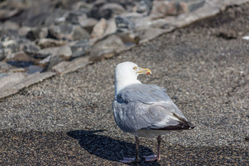 Möwe