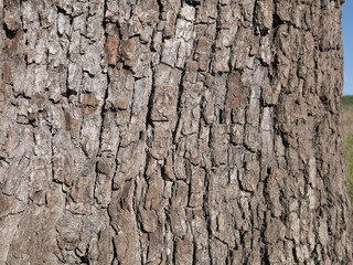 bark of sorbus domestica tree