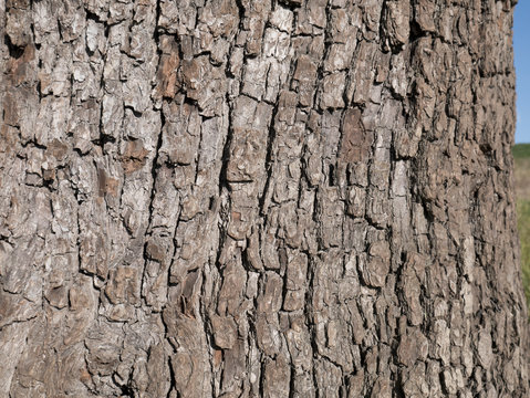 bark of sorbus domestica tree