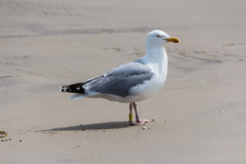Möwe