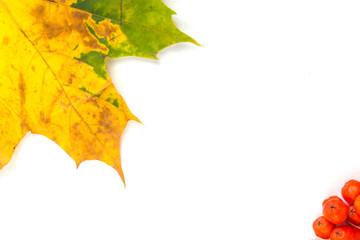 Autumnal frame - bright leaves and berries rowan on white background with copy space