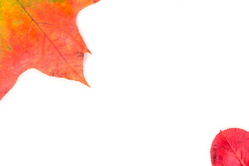 Autumnal frame - brightly colored leaves on a white background with copy space