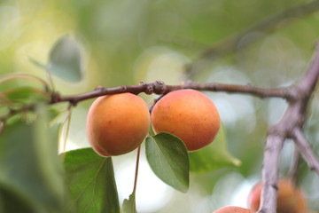 Ripe apricots on a tree branch. Selective focus.
