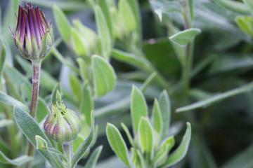 partially opened bud of a purple African daisy with a blurred background