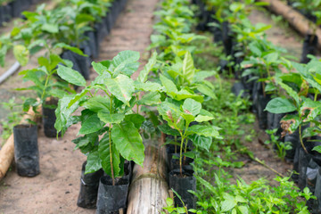 Arabica and Robusta coffee trees, coffee plantation.