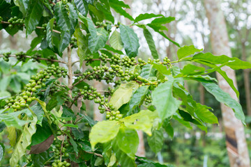 Coffee plantation in rubber tree plantation farm
