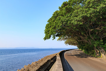 アコウの並木　-桜島 藤野地区にある天然記念物-