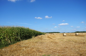roll of hay in summer scenery
