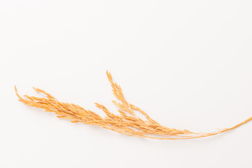 Paddy rice on white background. ears of paddy rice
