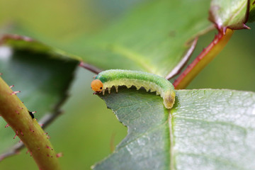 caterpillar eating leaf