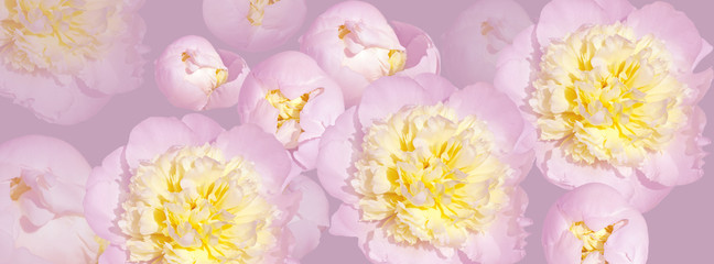 Fototapeta na wymiar banner pale pink peony flower