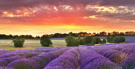 Twilight lavender field