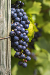 Blaue Trauben am Weinstock