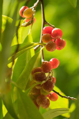 Wildobst Korallen-Ölweide