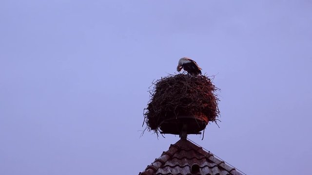 Storch im Nest allein und pflegt sich
