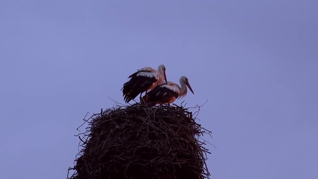 Storch Paar im Nest bei Abend Licht