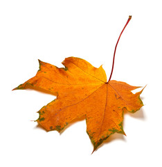 Autumn orange dried maple-leaf