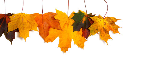 Autumnal multicolored maple-leafs upside down