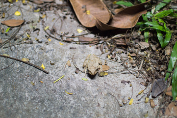 蛙の夜の散歩