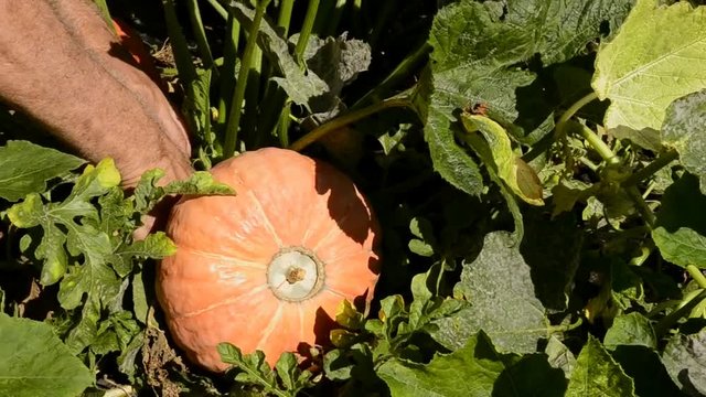 Farmer collecting pumpking crop.