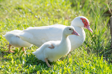 White Duck with its Family