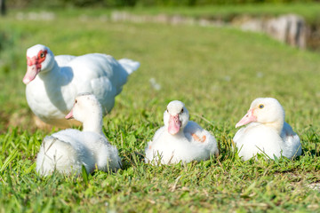 White Duck with its Family