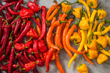 Colorful vibrant hot chili peppers