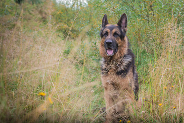 German shepherd dog in sunny autumn
