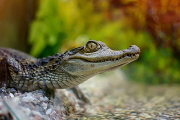 small crocodile in a zoo