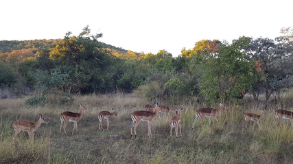 Herd of impalas in waterberg game park south africa