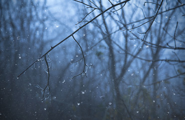 Gloomy mood in the forest