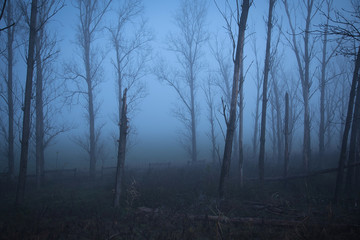Fototapeta na wymiar Gloomy mood in the forest