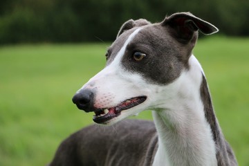 Whippetportrait im Park