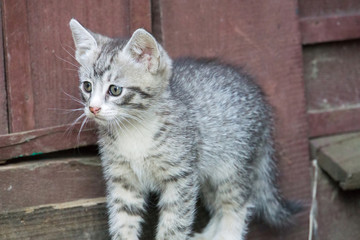 Cute Grey Kitten