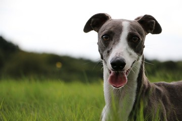 Whippetportrait im Park