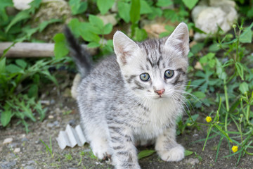 Naklejka na ściany i meble Cute Grey Kitten